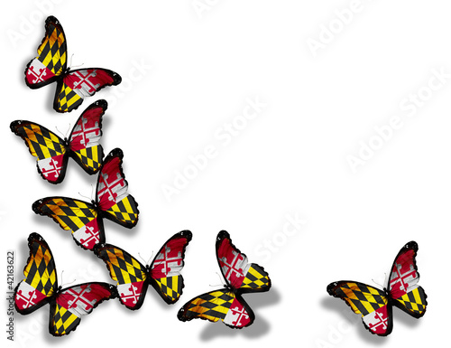 Meryland flag butterflies, isolated on white background