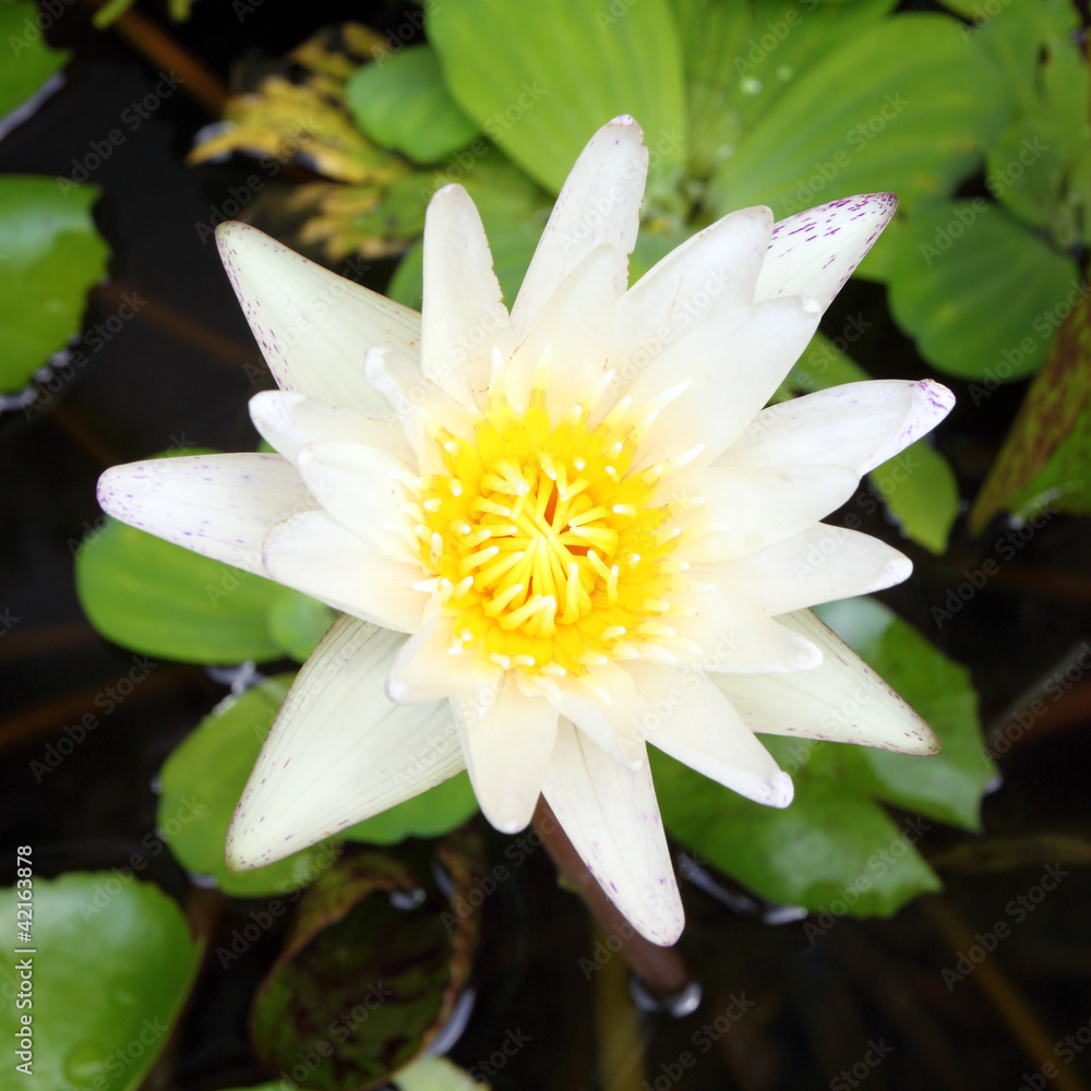 Closeup white lotus flower in the lake Closeup white lotus flower in the lake
