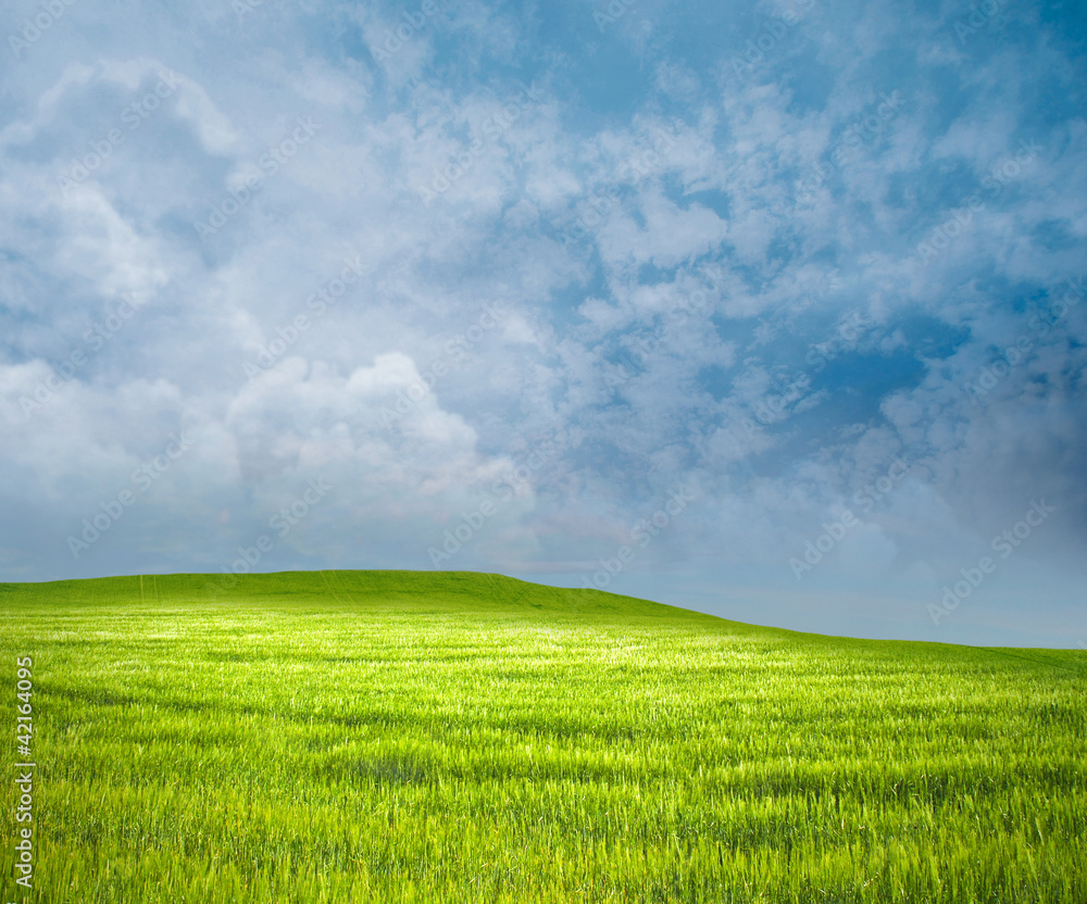 Naklejka premium Green Meadow