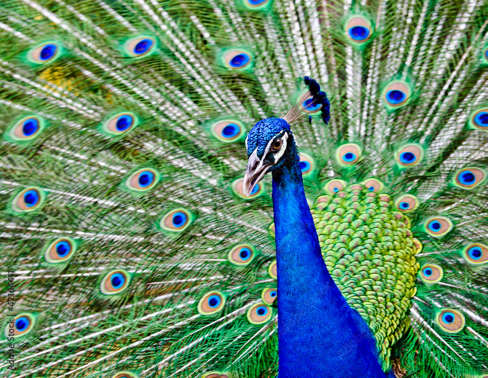 Obraz premium Peacock raise his feathers