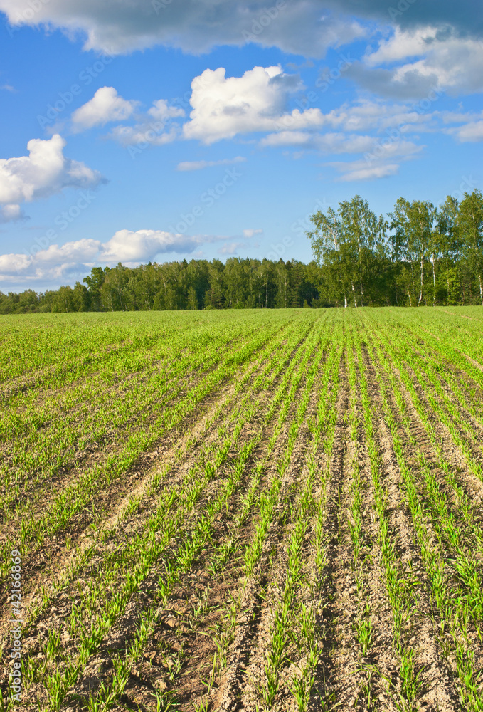 Farmers field