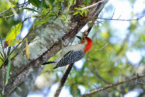 melanerpes carolinus, red-bellied woodpecker photo