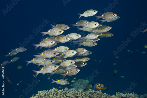 Vivaneau à queue jaune, Ocyurus chrysurus