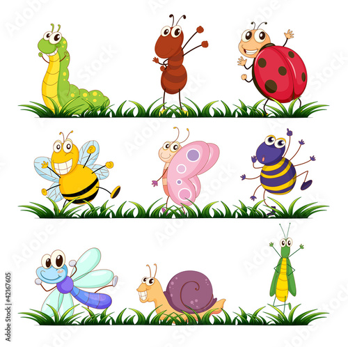 Insects and small animals