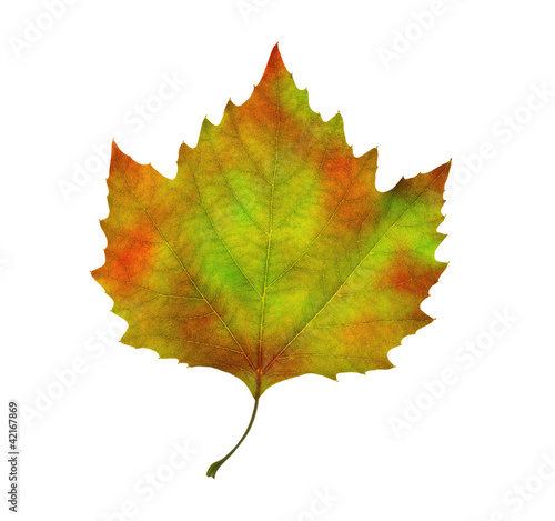 colorful autumn maple leaf