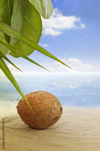 coconut on the beach and sea
