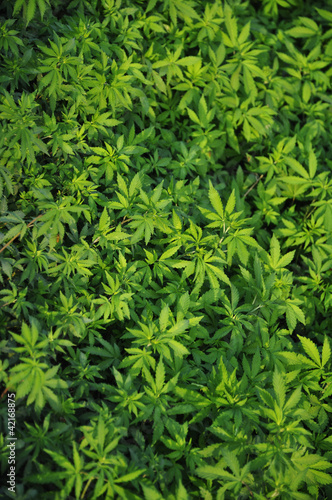 Marijuana leaves growing in the wild