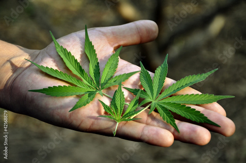 Marijuana leaves in a man's hand