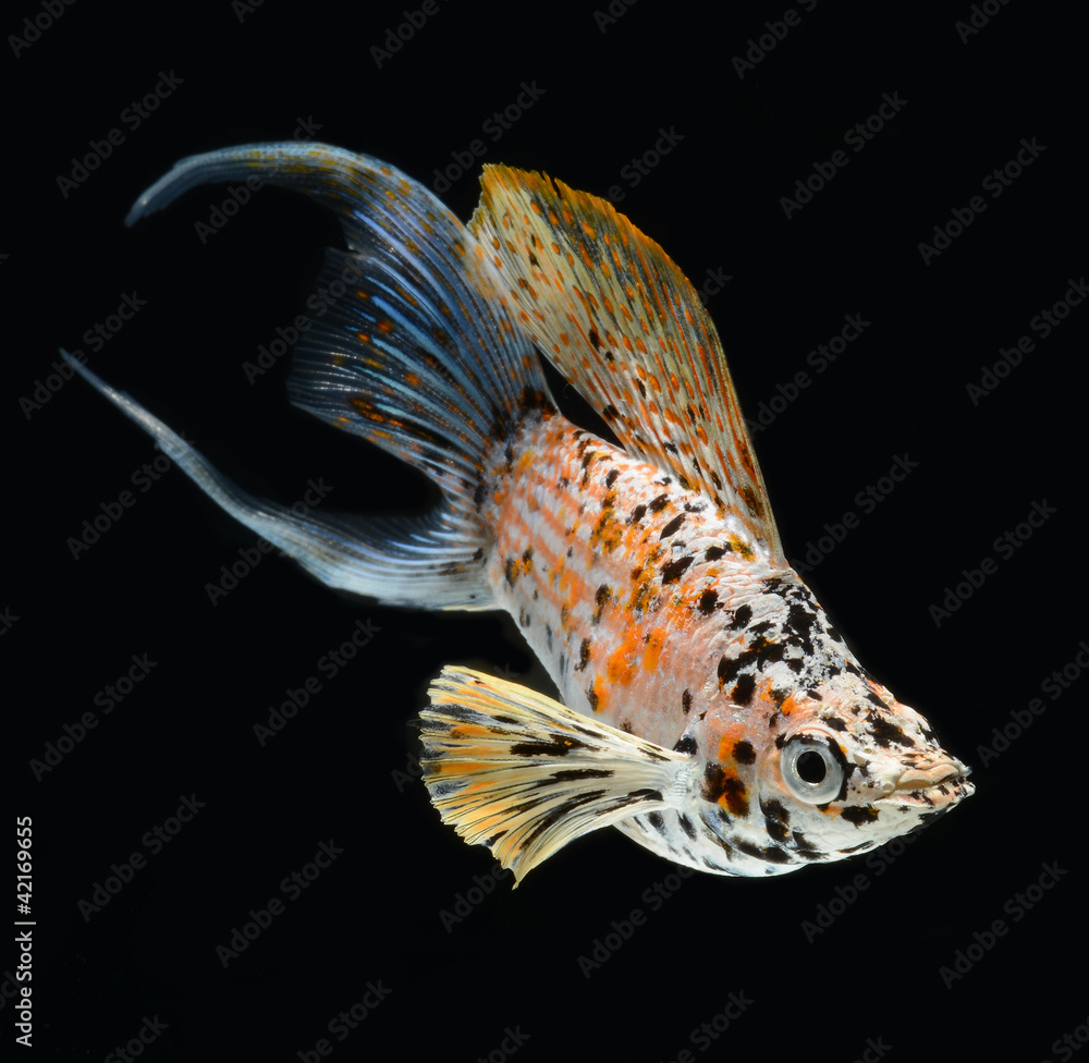 Fototapeta premium molly fish crescent tailed isolated on black background