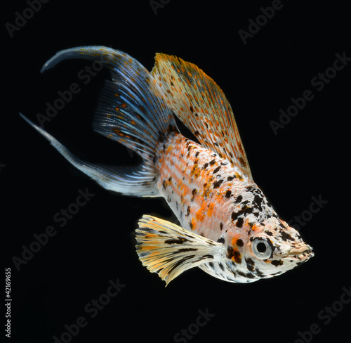 molly fish crescent tailed isolated on black background