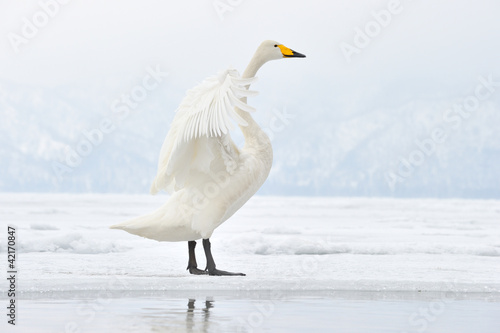 Whooper Swan flapping his wings.