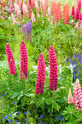 Lupine photo