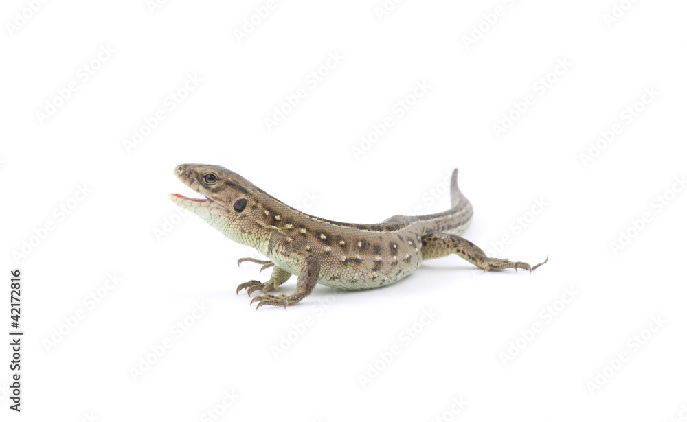 lizard