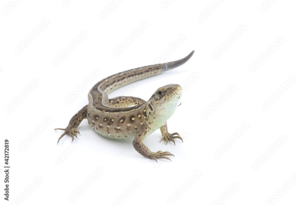 lizard lizard