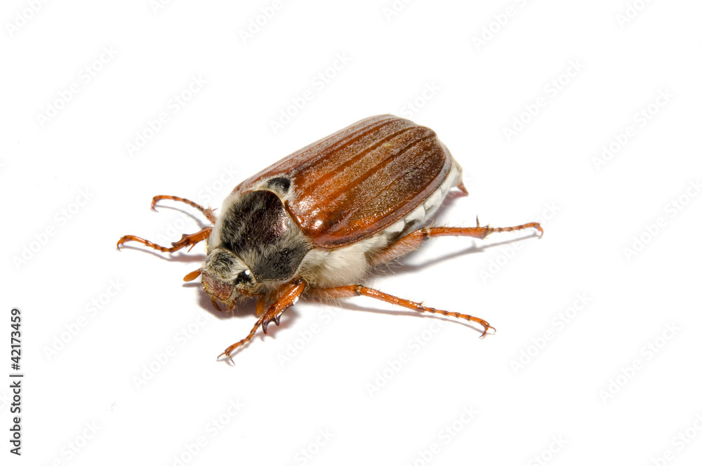 Maikäfer Maikäfer
