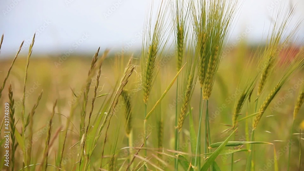 Grünes Getreide bewegt sich im Wind Grünes Getreide bewegt sich im Wind