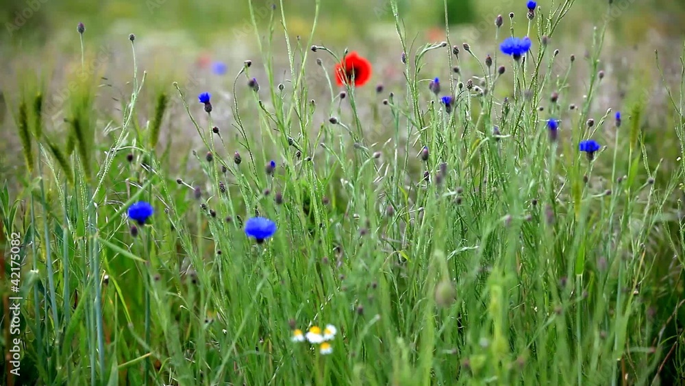 Blühende Sommerwiese