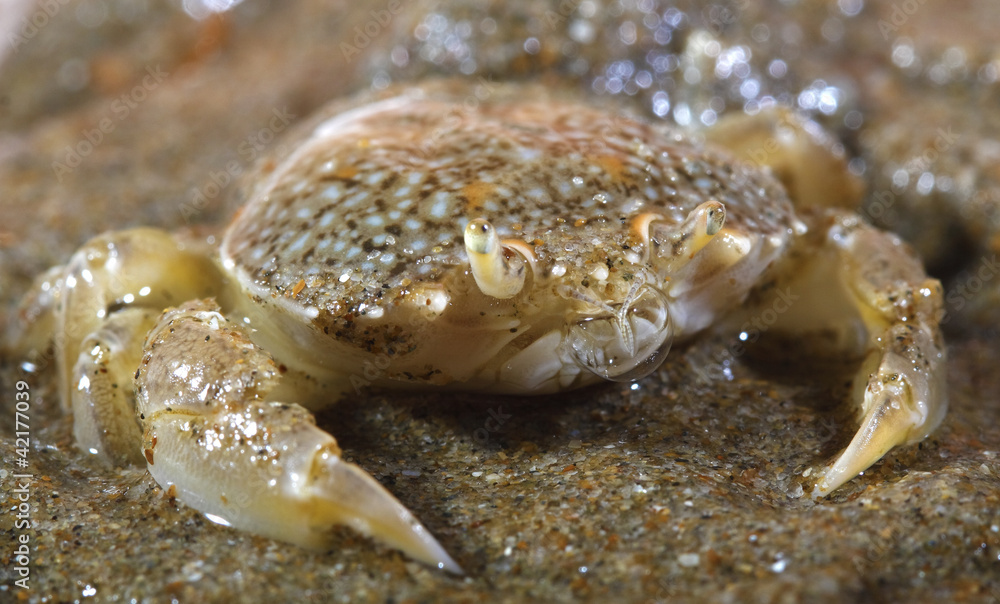 sand crab