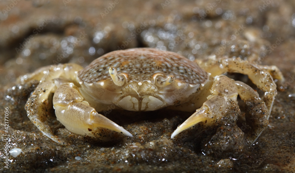 sand crab