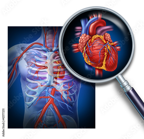 Fotografia Anatomy Of The Human Heart