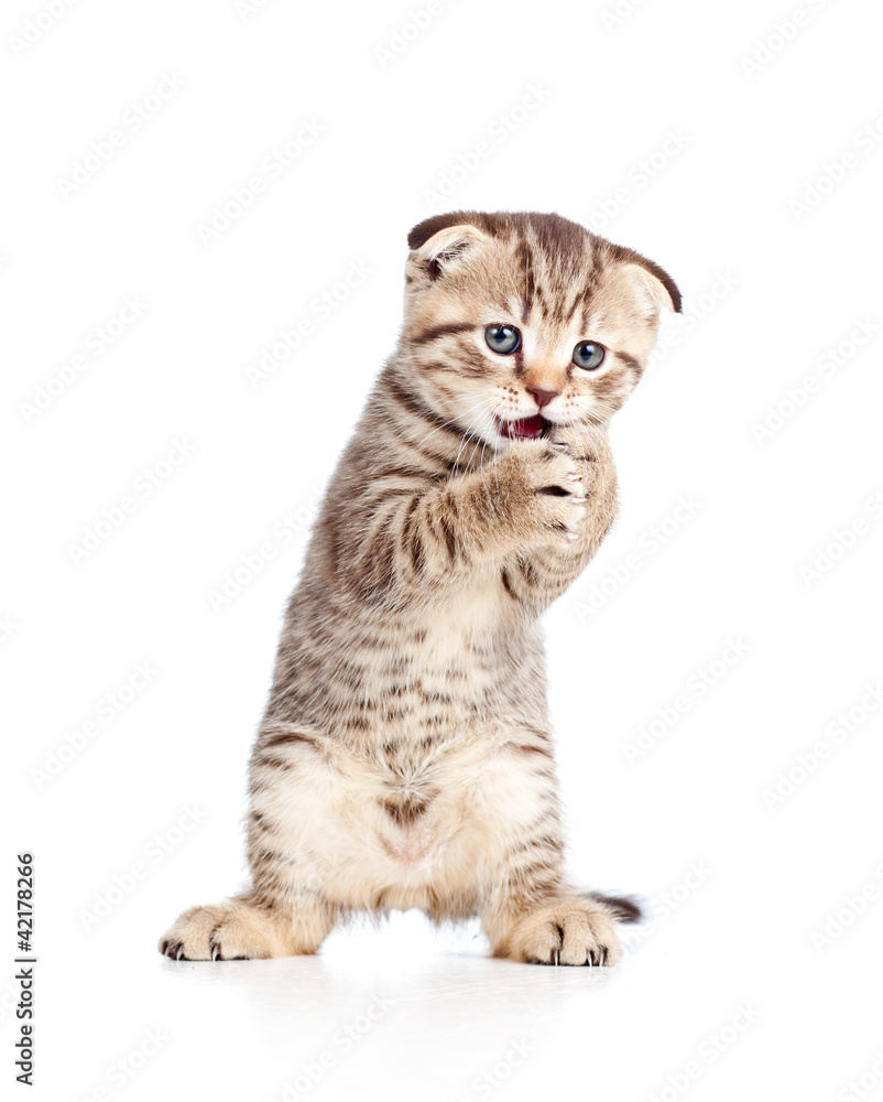 Fototapeta premium funny young cat is standing