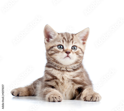 cute kitten isolated on white background
