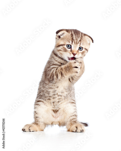 Fototapeta Naklejka Na Ścianę i Meble -  funny young  cat is standing