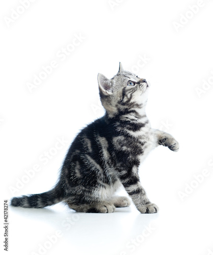 baby playful cat isolated on white background