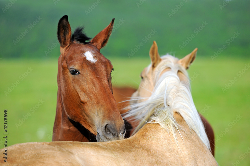 Fototapeta premium Horse