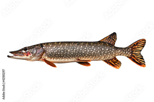 Pike isolated on white background