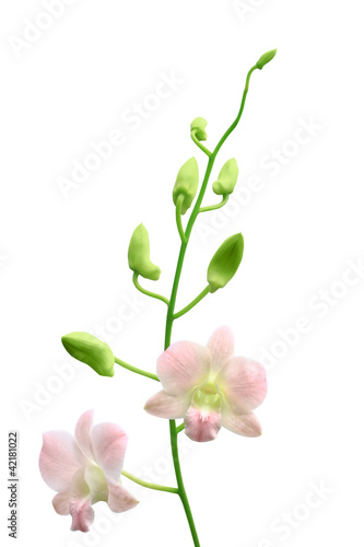 orchid group and bud branch