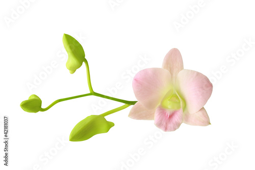 orchid group and bud branch