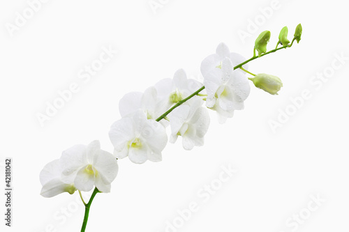 white orchid and bud branch © happystock
