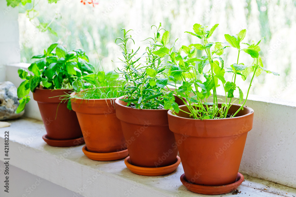fresh green herbs fresh green herbs