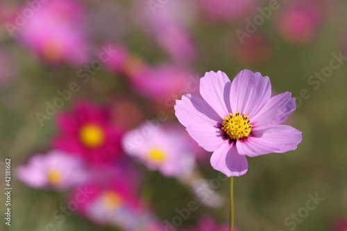 cosmos flower