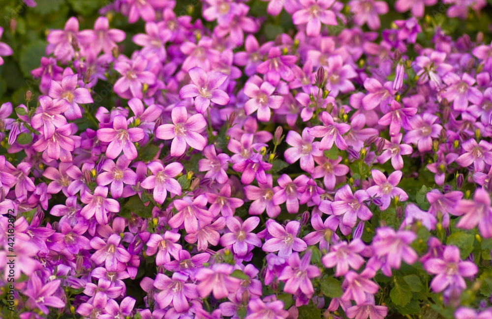 Tapestry of pink bellflowers or Campanula Tapestry of pink bellflowers or Campanula