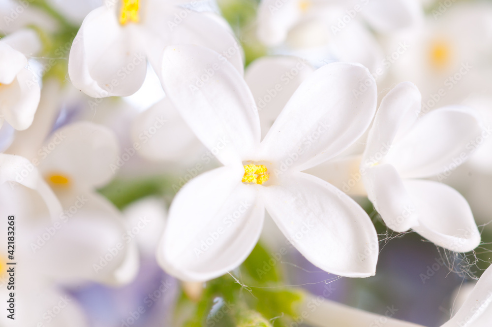 lilac flower lilac flower