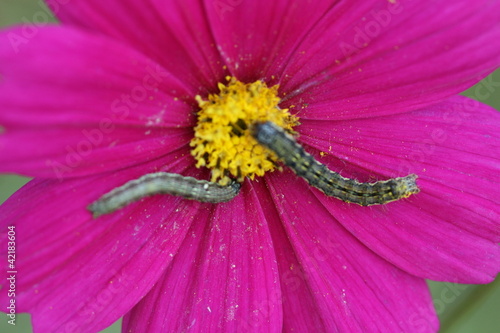 cosmos flower worm photo