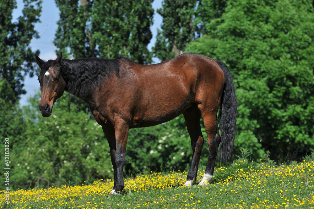 Fototapeta premium Reitpferd auf grüner Wiese mit gelben Blumen