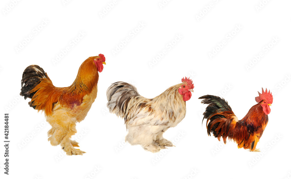 Fototapeta premium thoroughbred brown cock