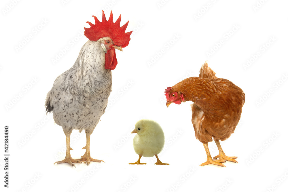 Fototapeta premium white cock