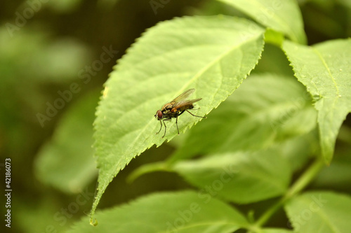 the black fly sits on a leaf