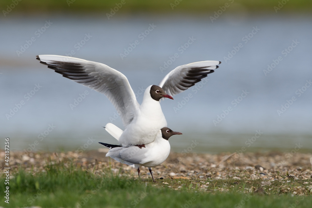 Lachmöwe, Black-headed gull, Chroicocephalus ridibundus Lachmöwe, Black-headed gull, Chroicocephalus ridibundus