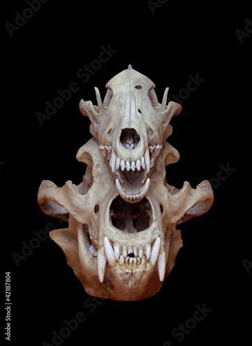 Skull of a bear and wolf on a black background
