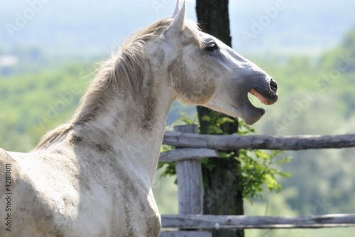 Schilderij op canvas Yawning horse