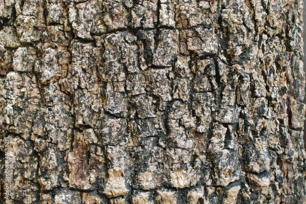 Bark background texture Bark background texture