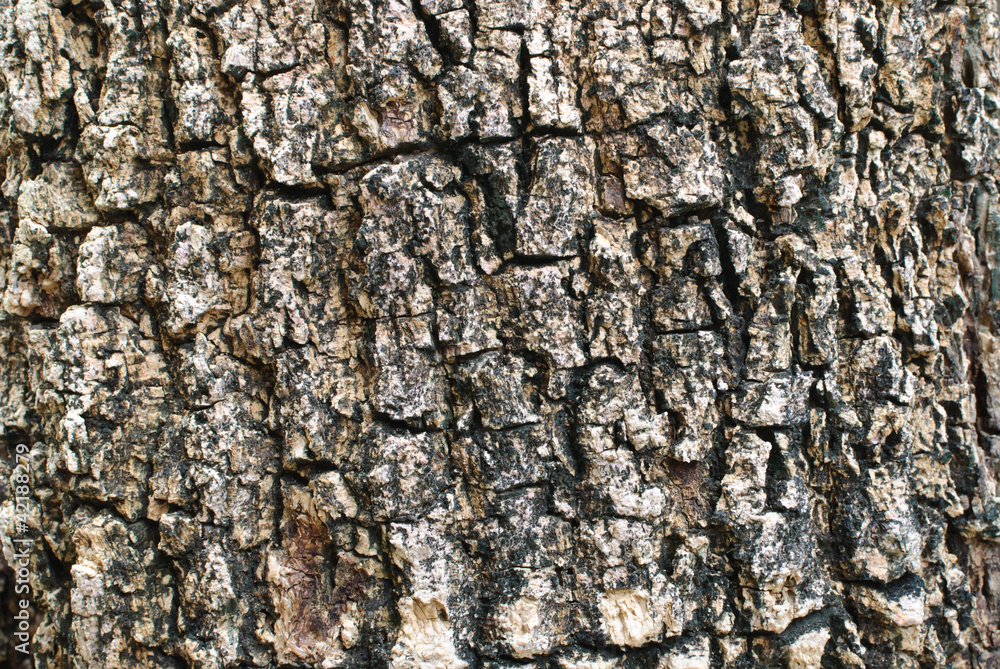 Bark background texture Bark background texture