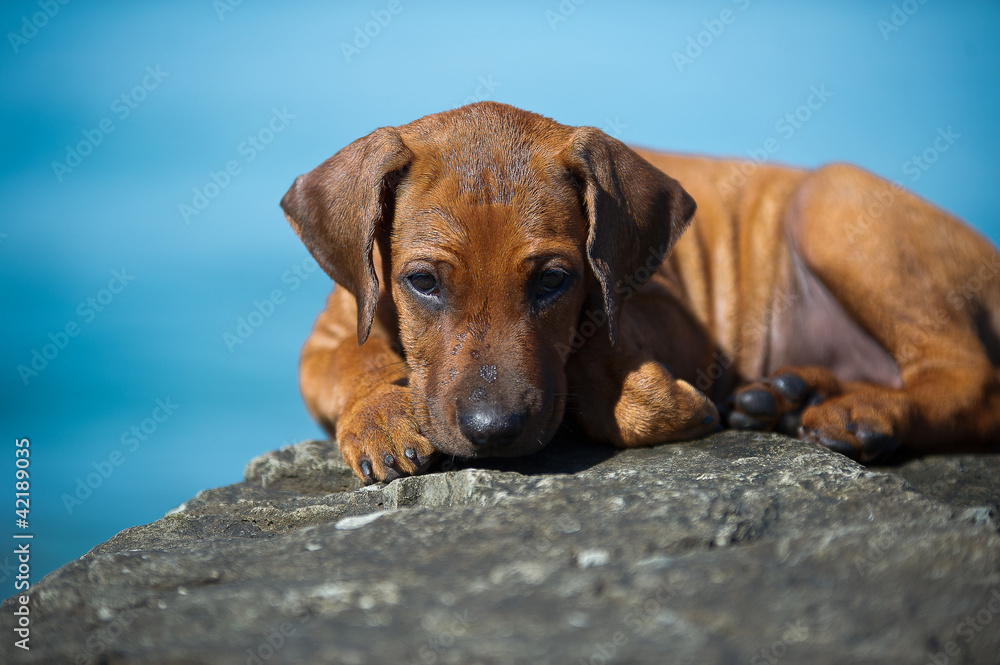 Cute rhodesian ridgeback puppy at the sea