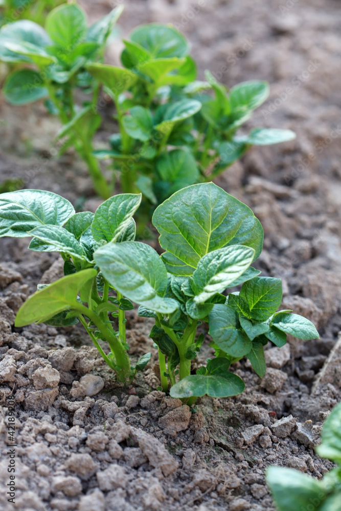 Obraz premium green potato