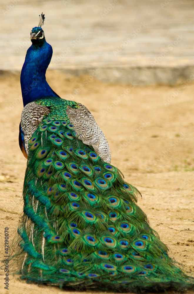 Obraz premium peafowl